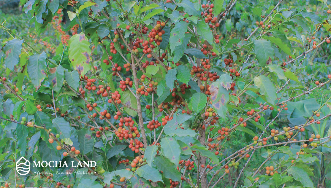 Why is Yemeni Coffee the Most Expensive in the World?