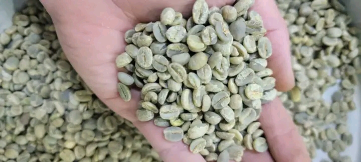 green coffee Sorting Yemeni green coffee beans by hand to remove defects as part of the Yemeni coffee processing steps.