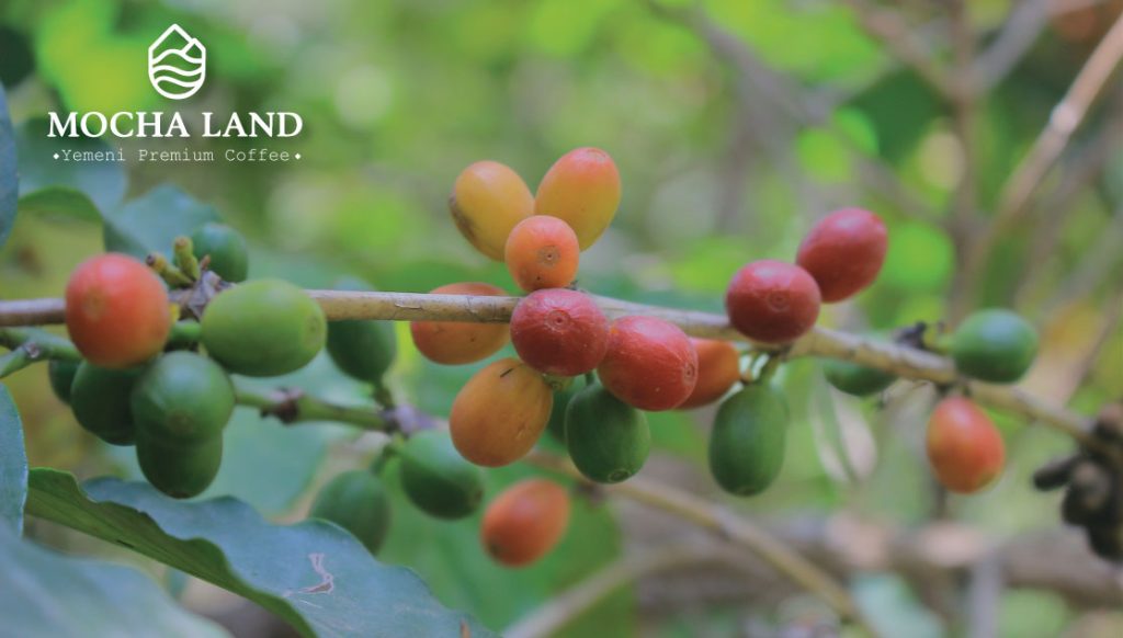 Mocha Land - Yemen Green Coffee Supplier