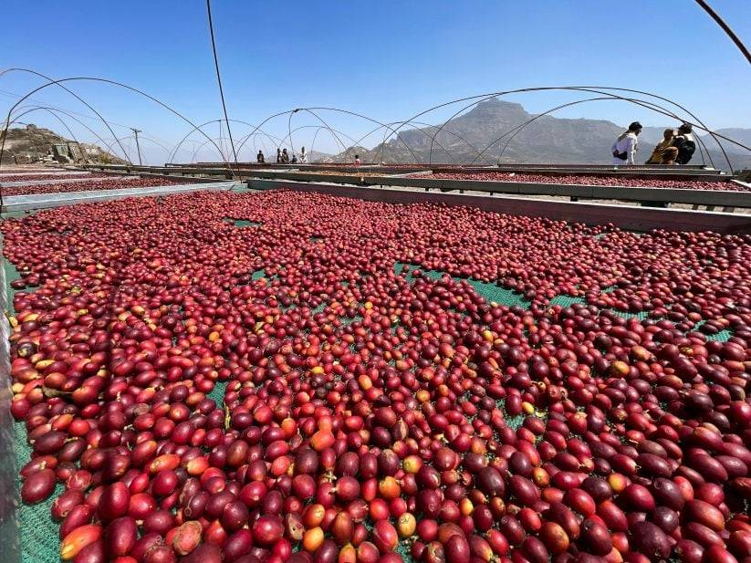 تجفيف البن 2 Traditional Yemeni coffee processing – sun-drying coffee cherries on raised beds to preserve flavor.