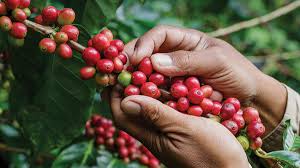 قطف البن Yemeni coffee processing – sourcing ripe coffee cherries directly from high-altitude farms in Yemen.