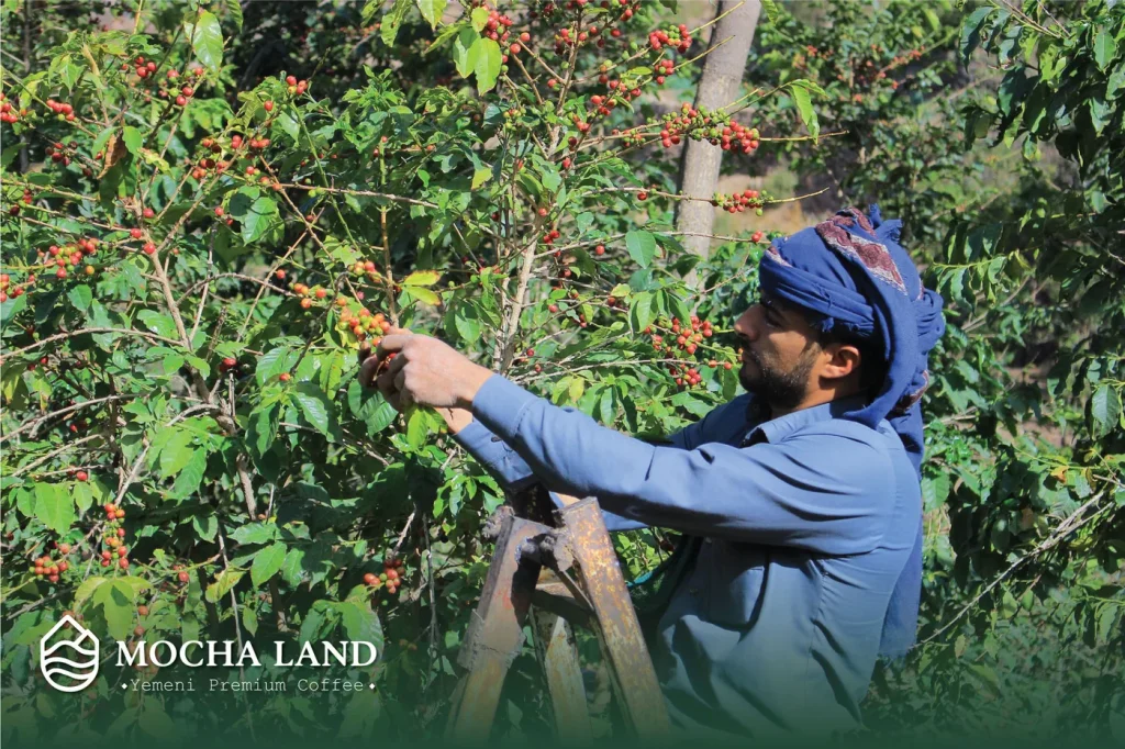Yemeni farmer picking coffee with hand Yemeni farmer hand-picking ripe red coffee cherries from a tree