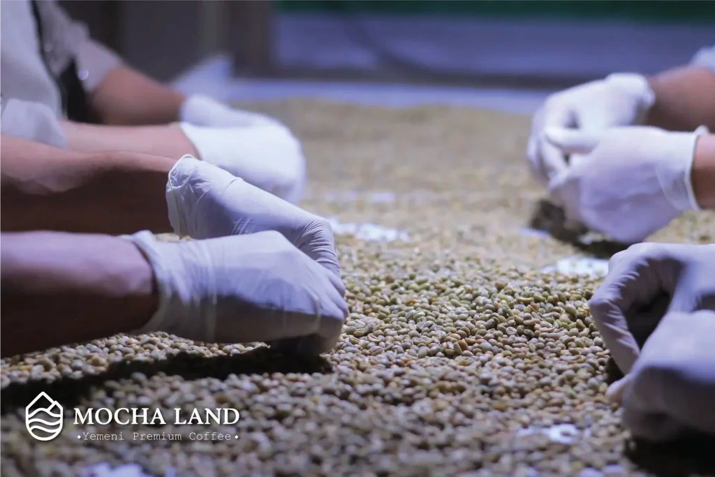 manual-sorting-green-coffee-beans-mocha-land Close-up of workers hands in white gloves manually sorting green coffee beans to remove defects at Mocha Land